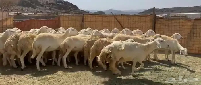 رخال حرش مراح 4