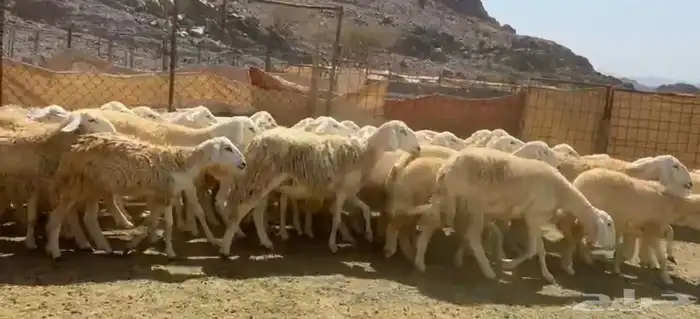 رخال حرش مراح 0