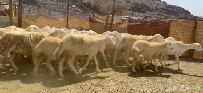 رخال حرش مراح 1