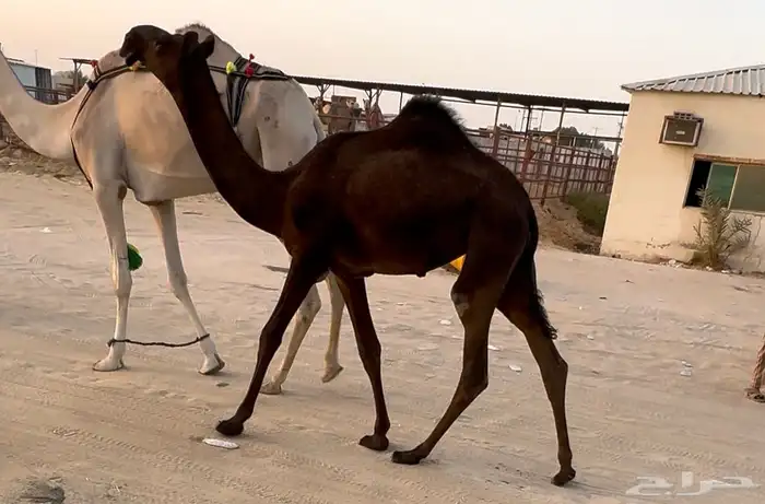 للبيع بكره مفروده فرديه أبوها ولد سليمان البادي 0
