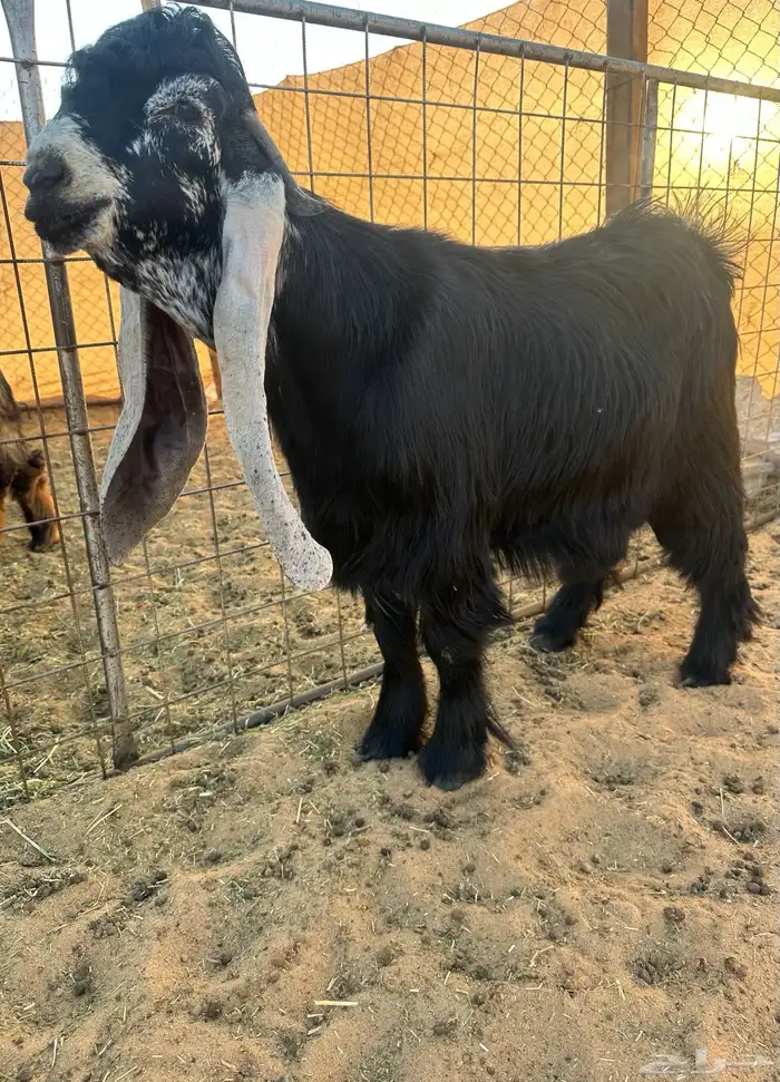 للبيع جذع خصصم 0