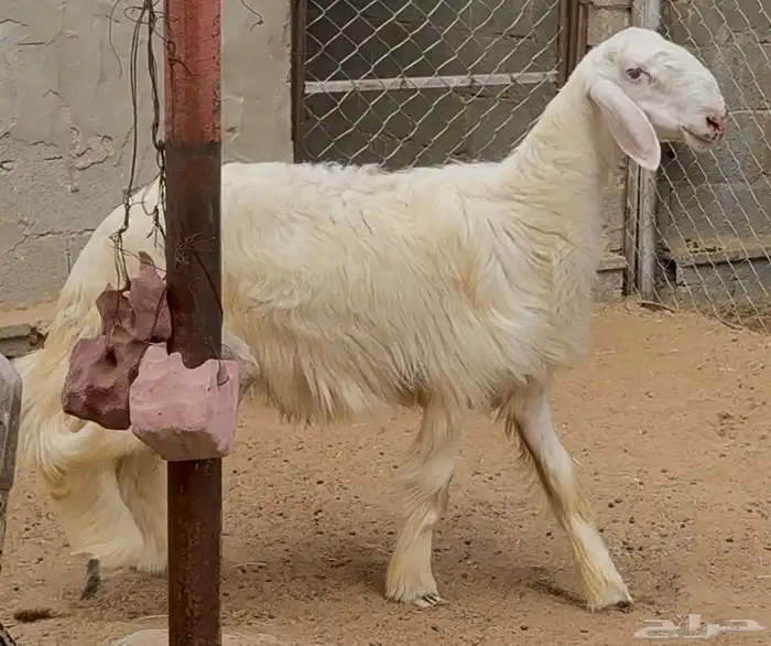 مشروع فحل مطور 1