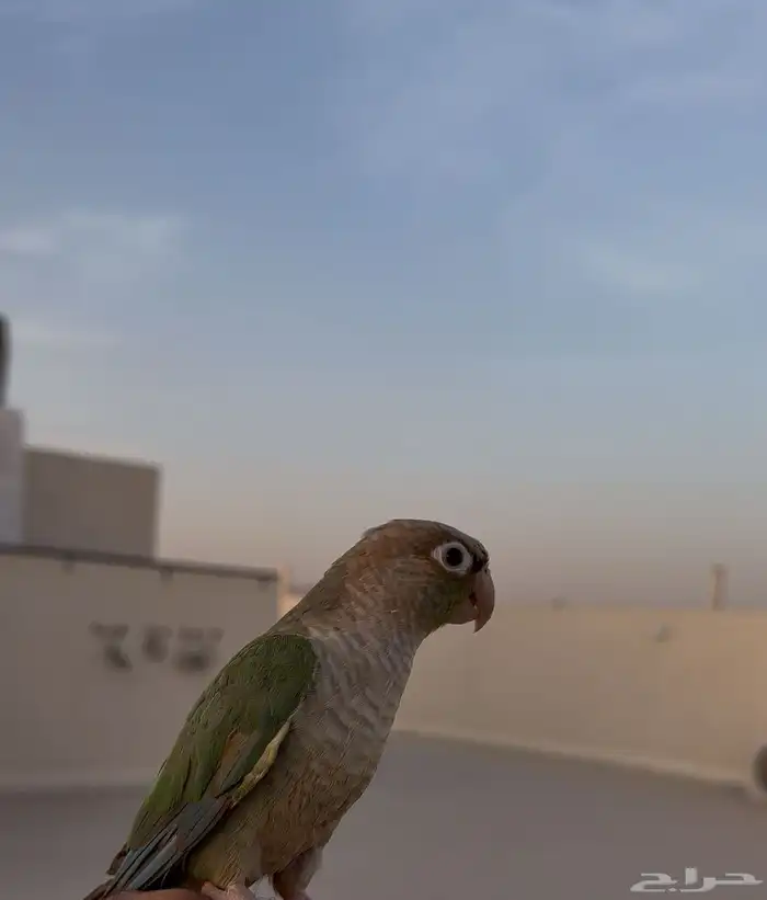 طير مفقود ممشى الهجرة ( خلف ماكدونالدز) 1