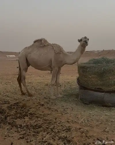 ضروبه للبيع 0