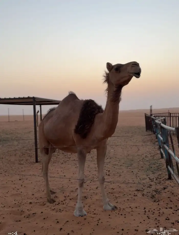 ناقه للبيع 0
