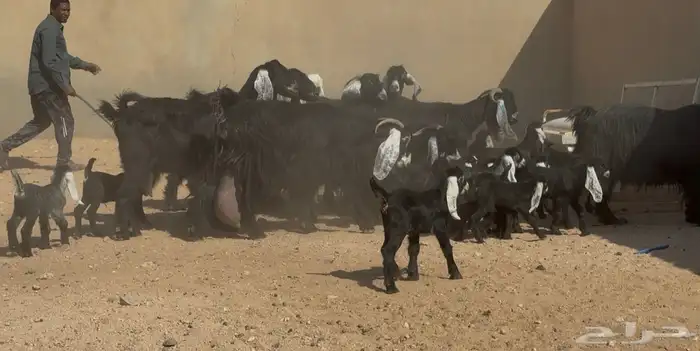معزا عوارض جروم متاويم 10 معها 18 7