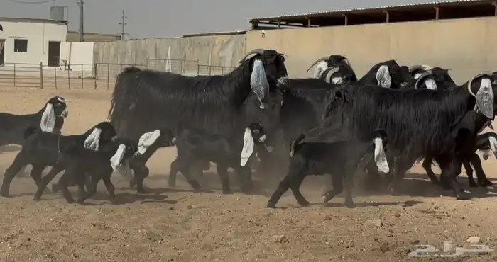 معزا عوارض جروم متاويم 10 معها 18 2