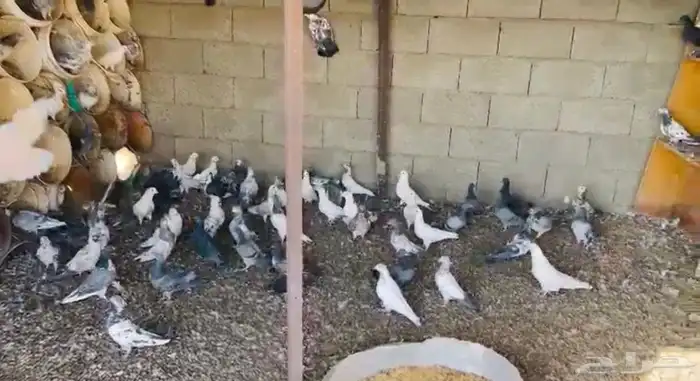 حمام عشه كامله للبيع 0