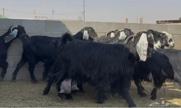 معزا عوارض جروم متاويم 10 معها 18 10