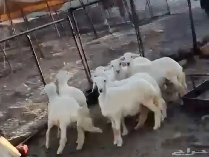 4 طليان و2 رخال سمان وحلال ديره( تم البيع خارج الموقع ) 0
