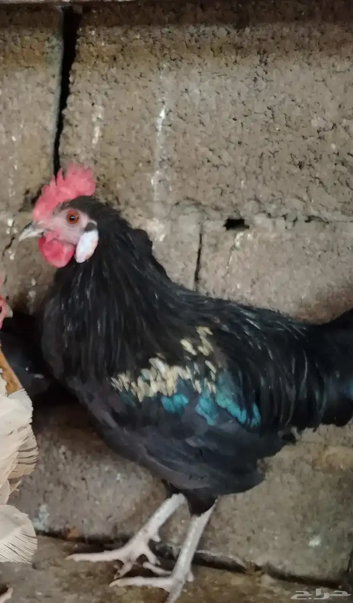 ديك للبيع 0