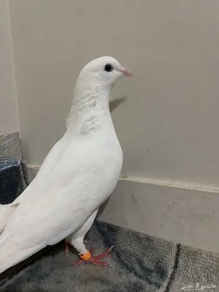 حمام للبيع 5