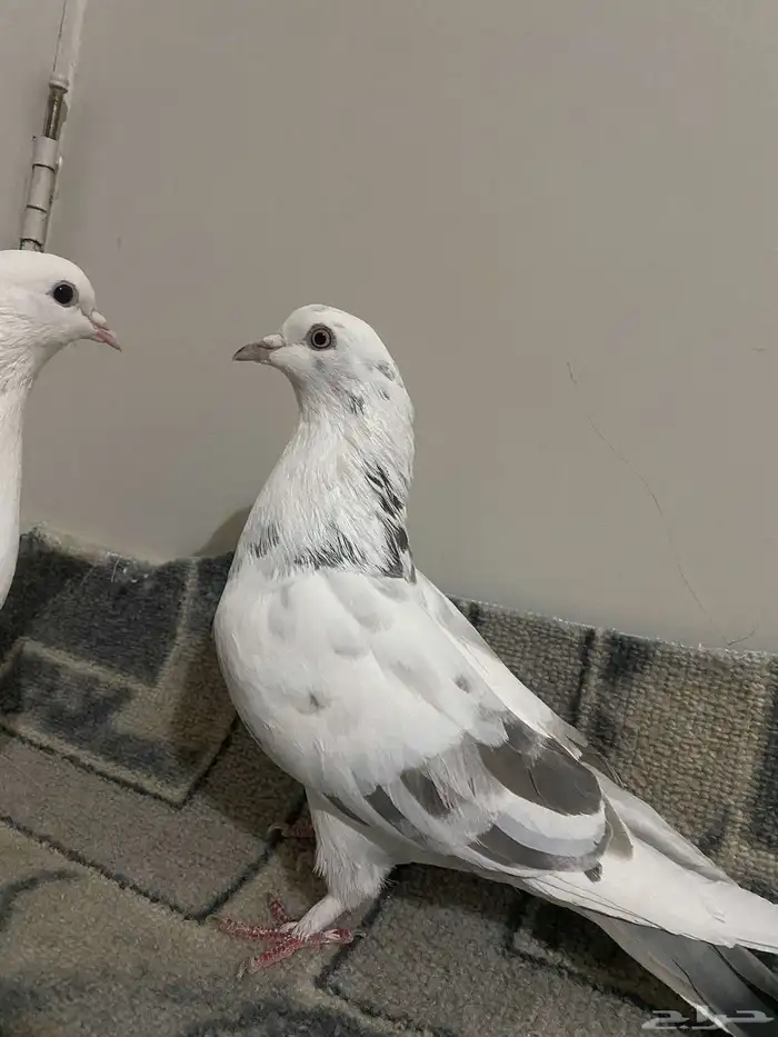 حمام للبيع 6