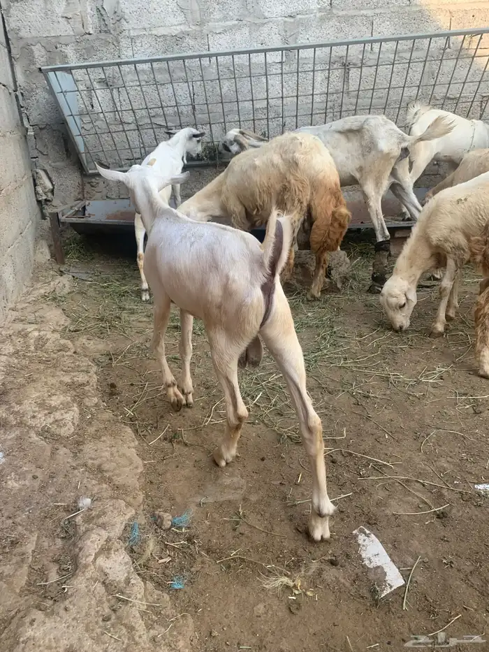 فرير مشروع فحل وثلاثه تيوس سمان ماشاءالله تبارك الله 1