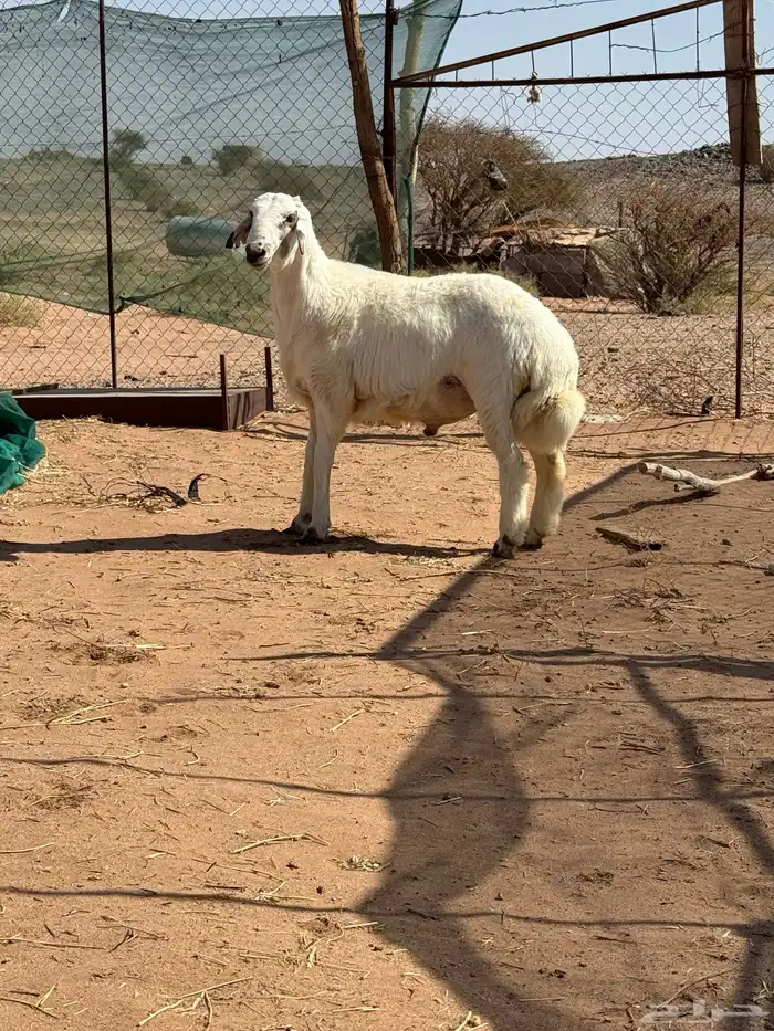 خروف مشروع فحل 0