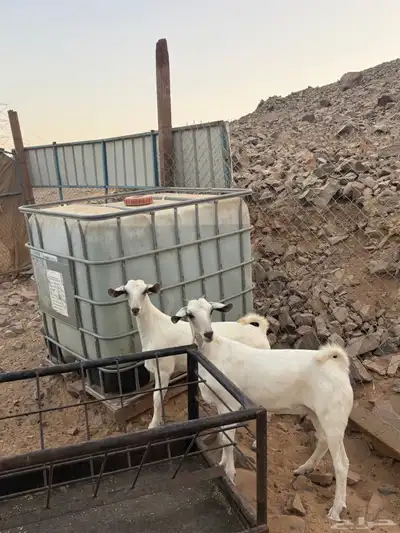 جفار بيشيه صنف الصنف index