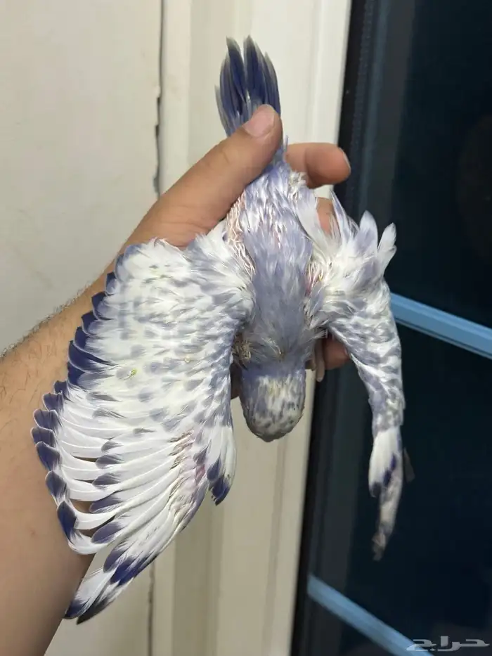 فروخ درة طفرات رسيسف بايد فايلوت المميز_للمميز 4