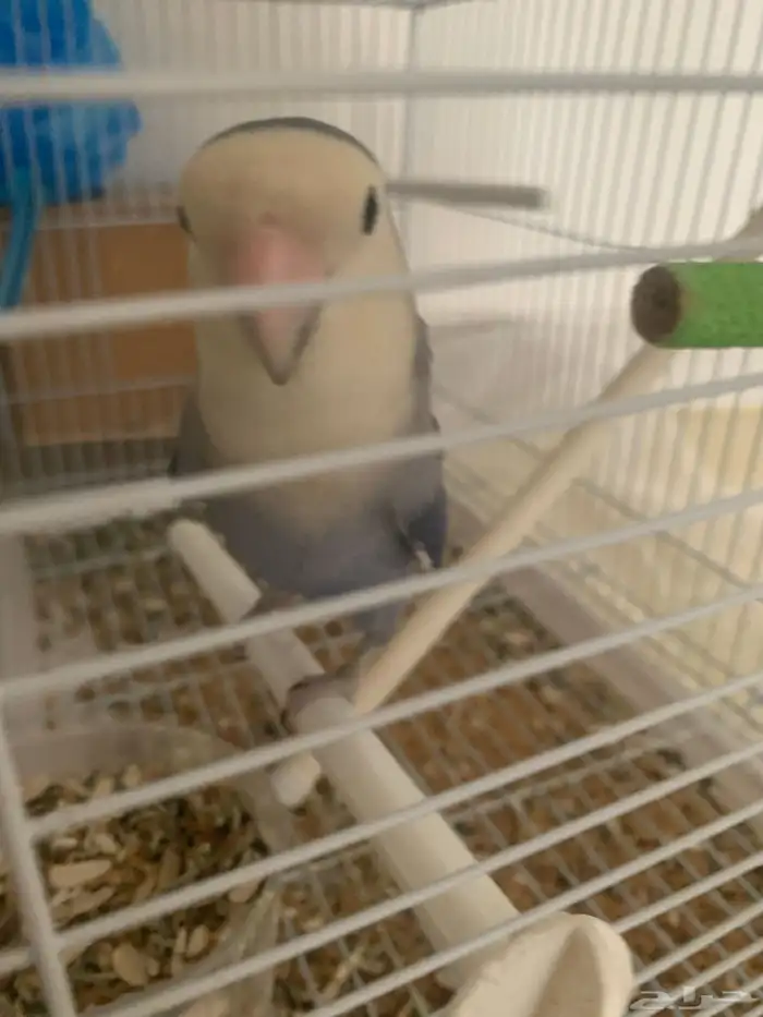 جوز روز اليفين جدا جدا جدا 4