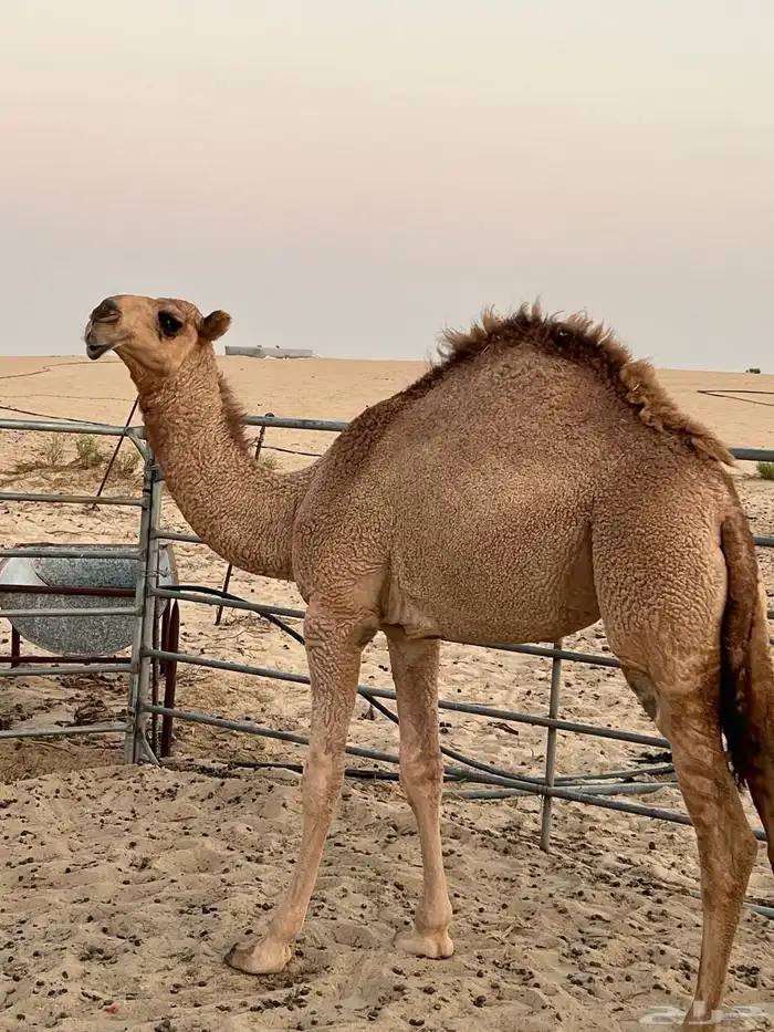 بكرة مفروده جدها الحاكم 3
