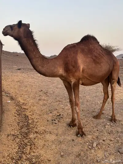بكره كفو index