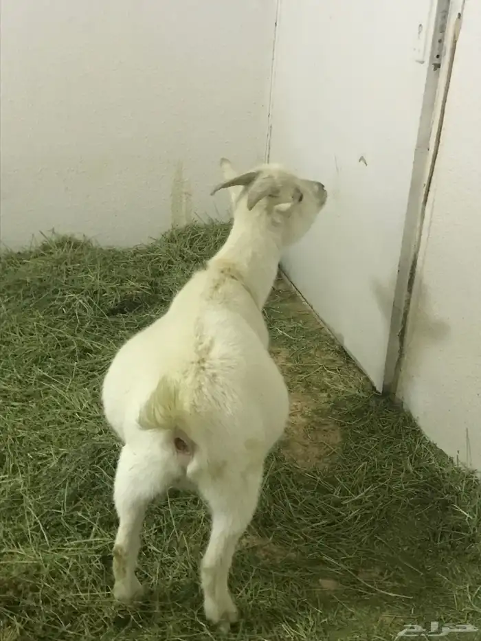 ماعز قزم 3