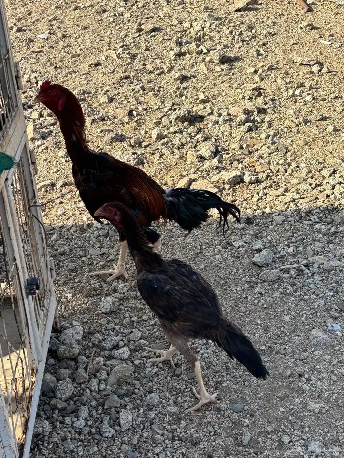 دجاج باكستاني 2