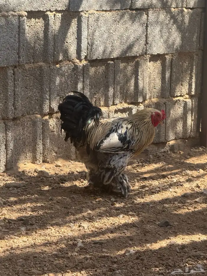 ديك براهما للبيع 0