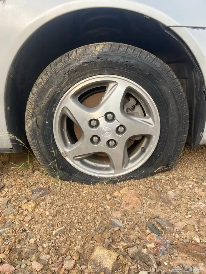 جنوط للبيع اصليه 5
