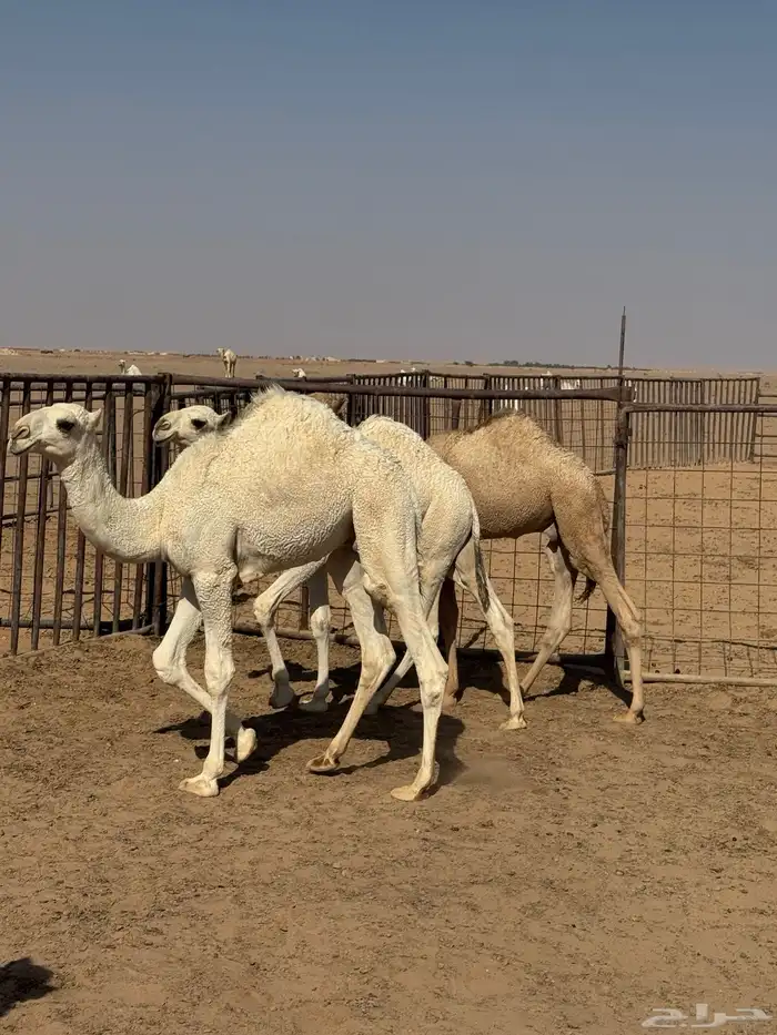 4 قعدان لبانية 3