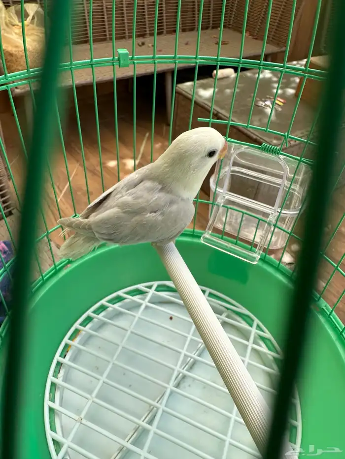 انثى روز بلد ابلاين للبيع 5