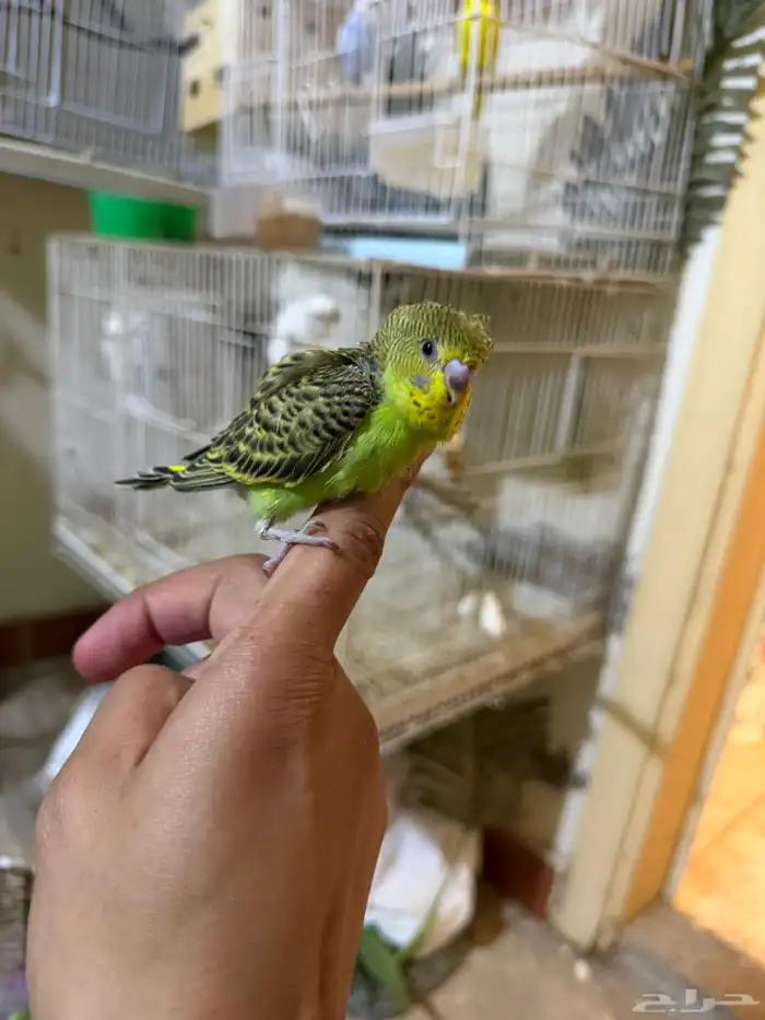 فروخ غر للبيع 11