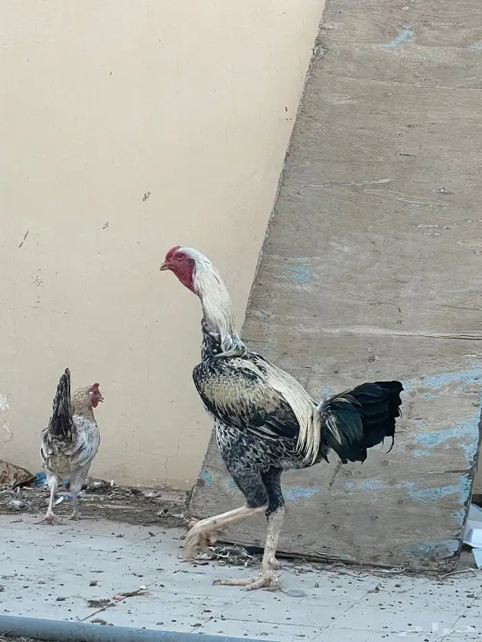 للبيع ديك باكستاني 4
