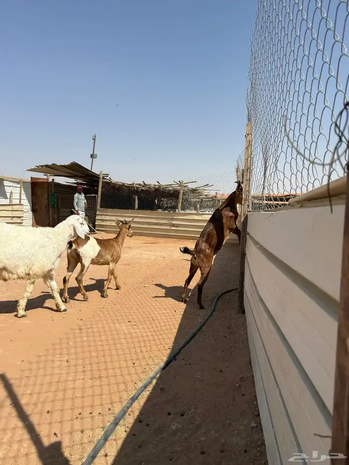 عدد اثنين جفرات وخروف حري 4