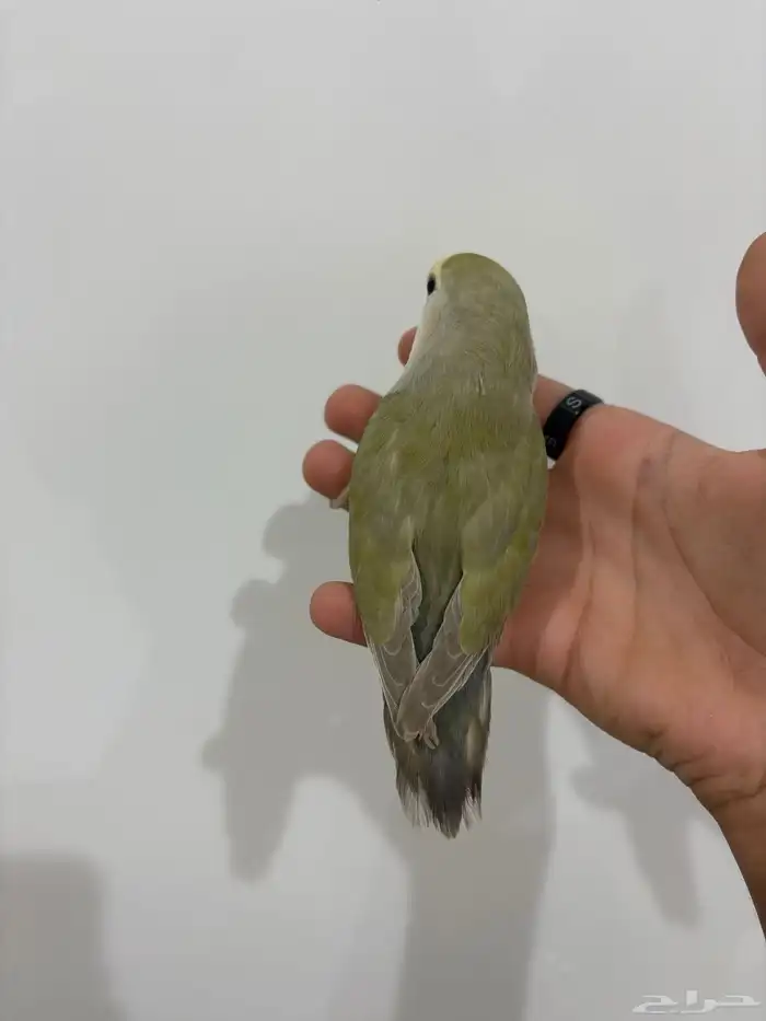 عله اليوم ما شاء الله تبارك الله أنثى للبيع حجم جامبو 0