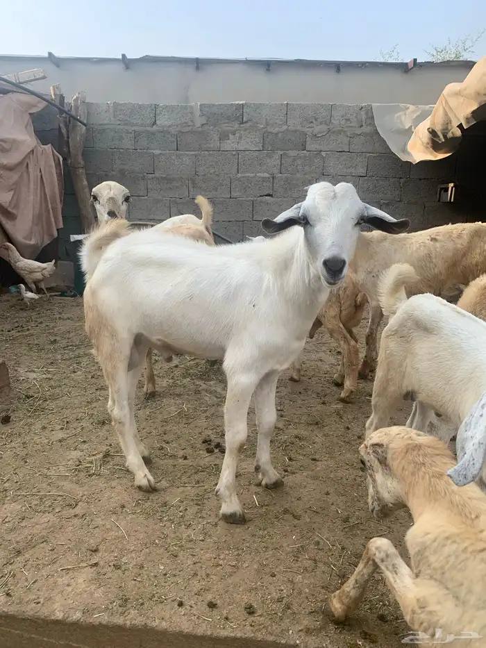فرير مشروع فحل وثلاثه تيوس سمان ماشاءالله تبارك الله 10