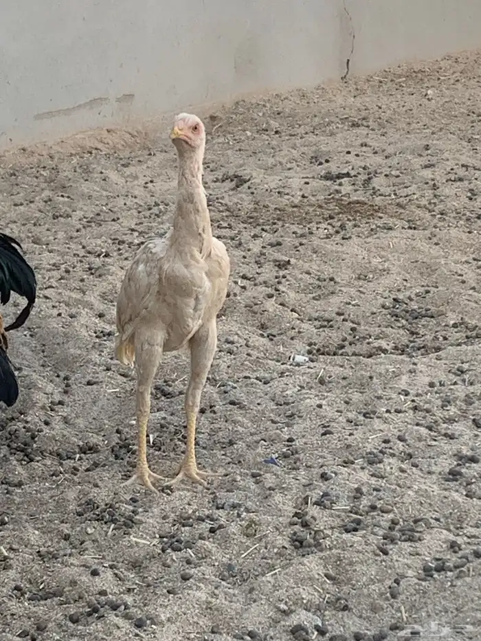 للبيع دجاجتين باكستانيه 1