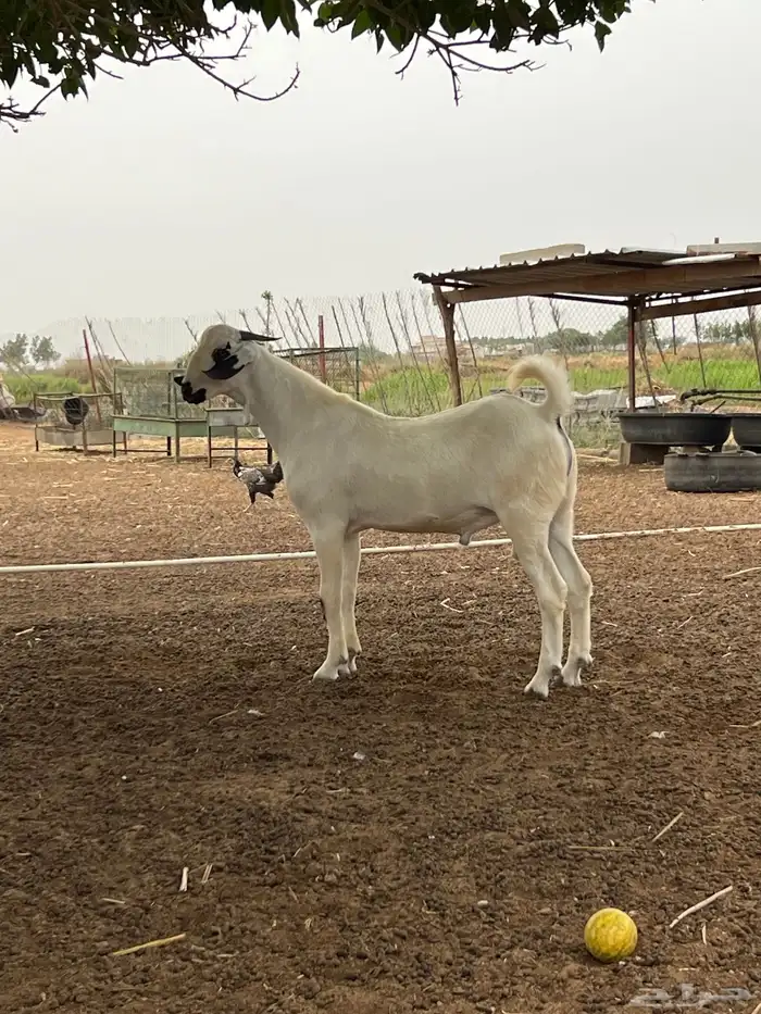مشروع فحل بيشي فاخر 3