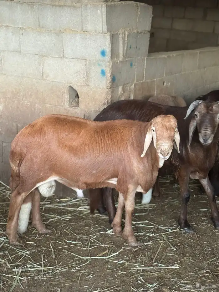 سواكن جبر ناهي 3