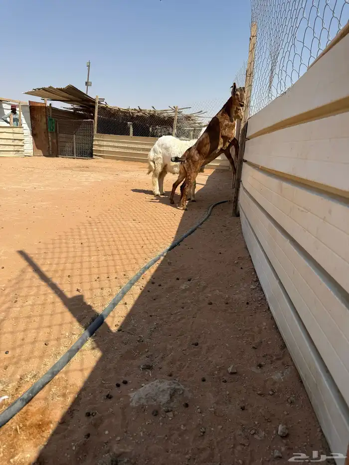 عدد اثنين جفرات وخروف حري 2