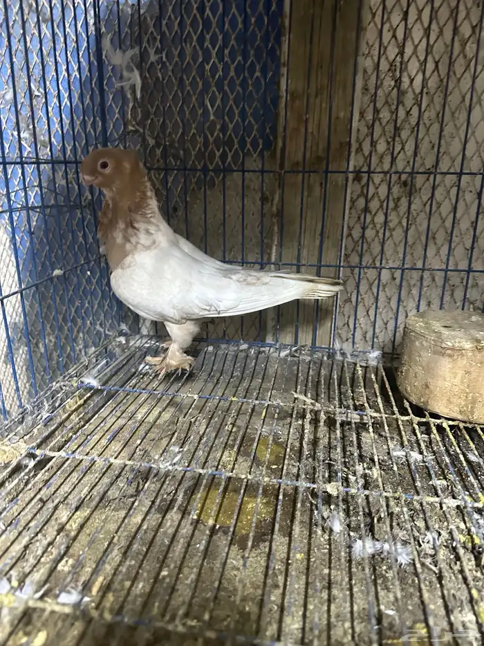 وز عراقي منتج زوجين 4