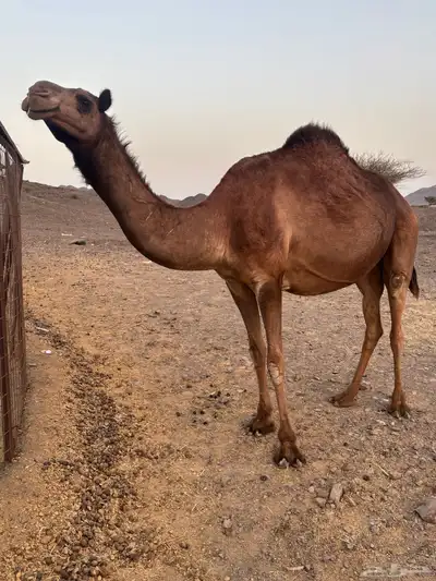 بكره كفو index