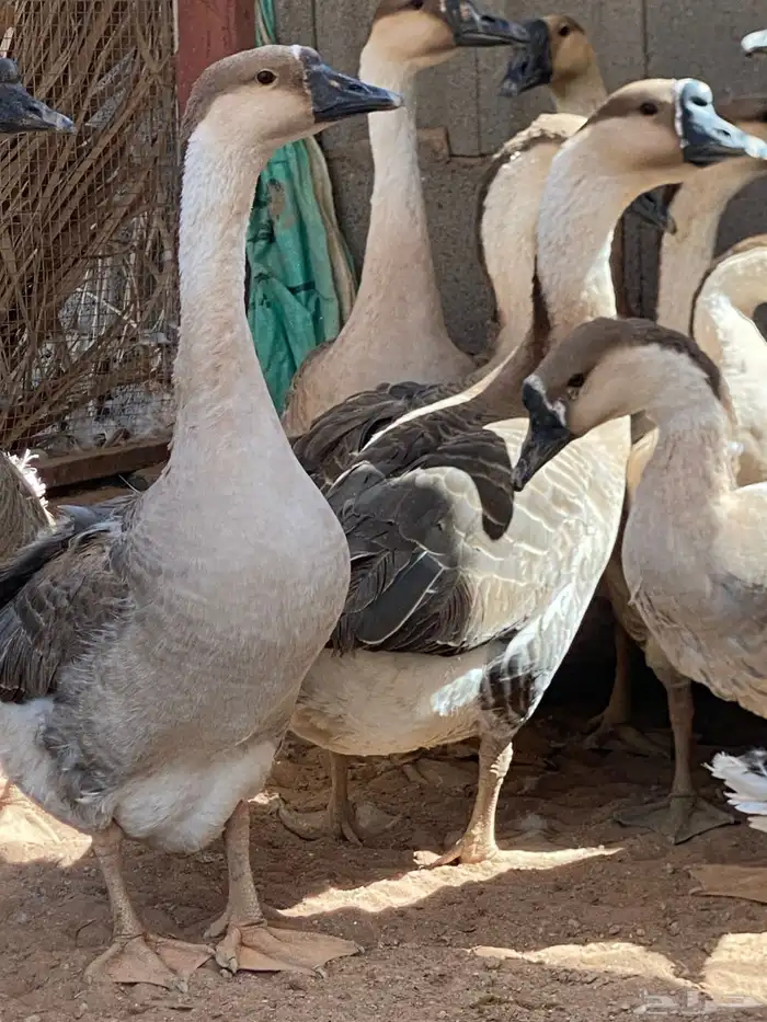 وز عراقي ذكور 5