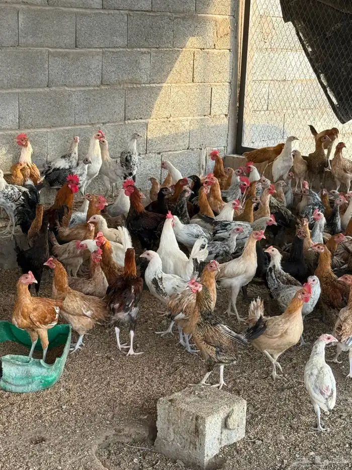 دجاج بلدي للبيع العمر فوق ست شهور 1