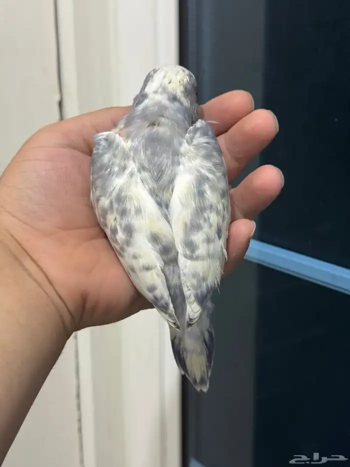 فروخ درة طفرات رسيسف بايد فايلوت المميز_للمميز 3