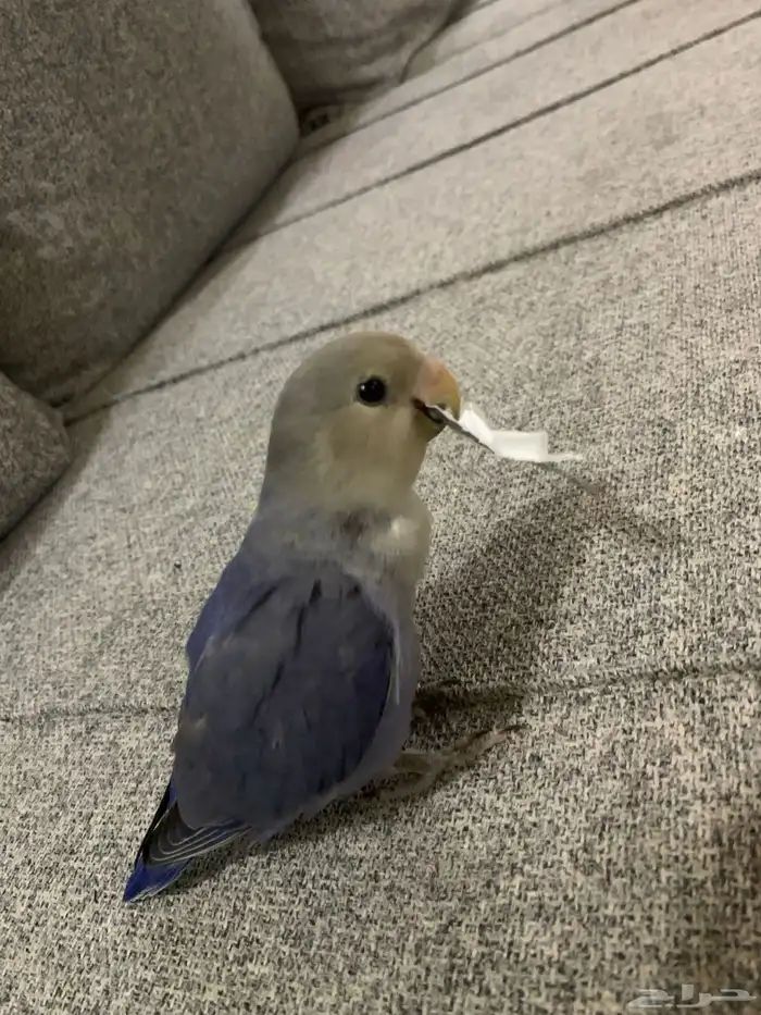 جوز روز اليفين جدا جدا جدا 13