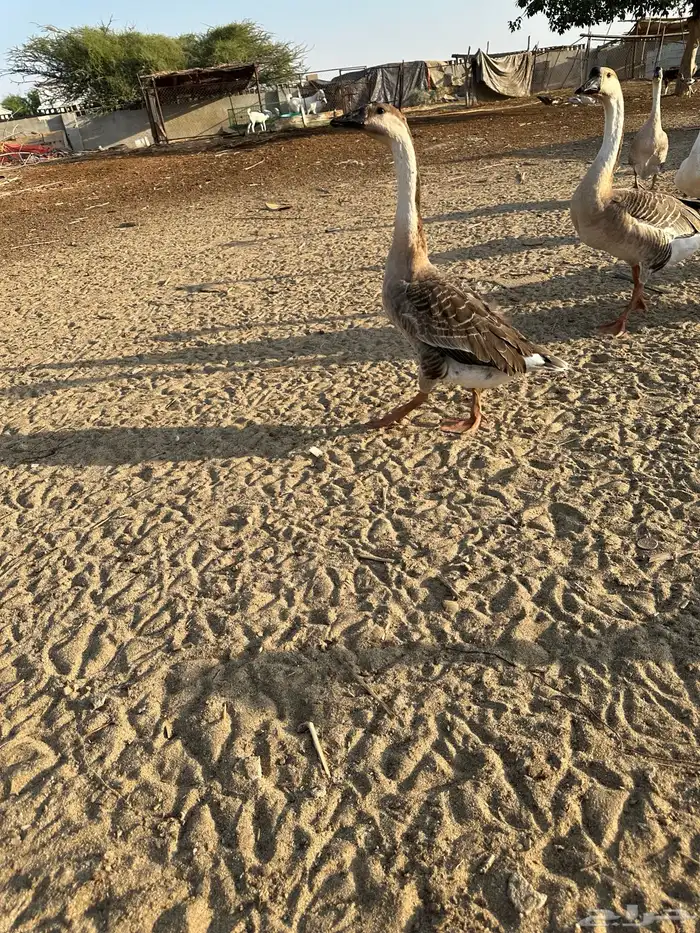 للبيع وز عراقي اصيل 2