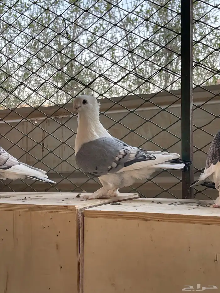 البيع حمام حب رمان ثلاث اجواز 4