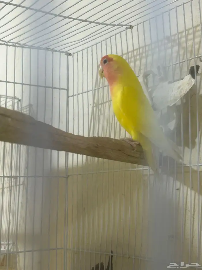 جوز روز منتج 2