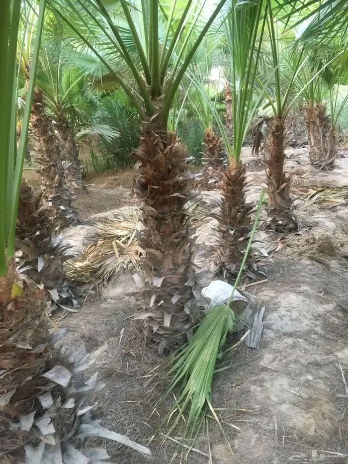 تنسيق الحدائق 34