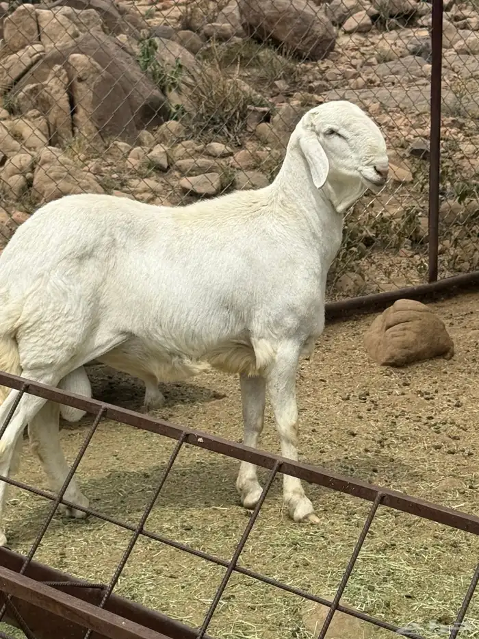 غنم للبيع 2